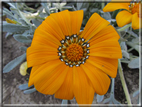 foto Fiori
